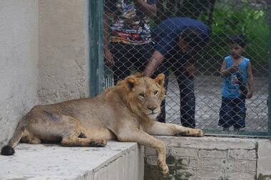 Pakistan zoo cancels lion auction, plans expansion instead