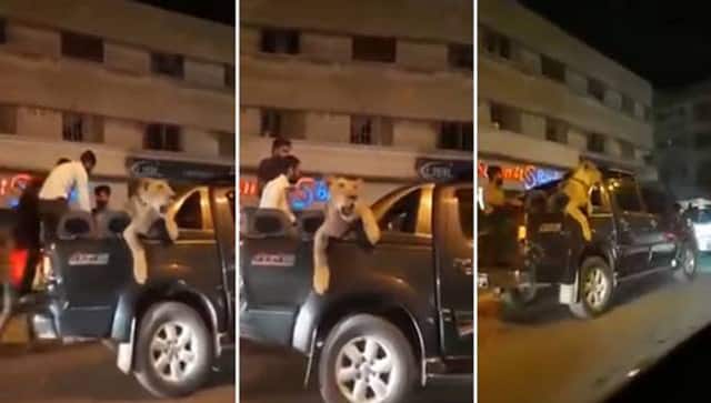 Businessman Saqlain Javed was arrested in 2017 for taking his pet lioness for a drive through the streets of the bustling port city of Karachi at night. Screenshot of the lioness. Youtube 