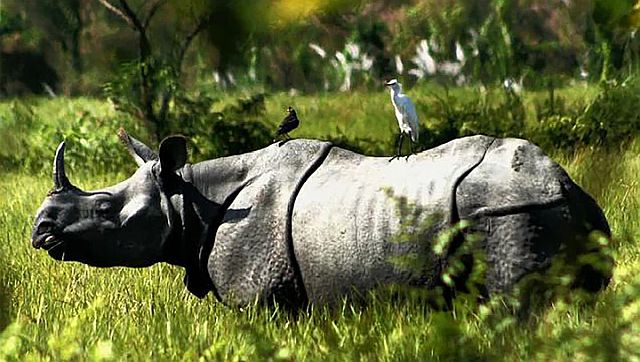 Explained: Why poaching is still an ‘acute threat’ to rhino survival Explained: Why poaching is still an ‘acute threat’ to rhino survival