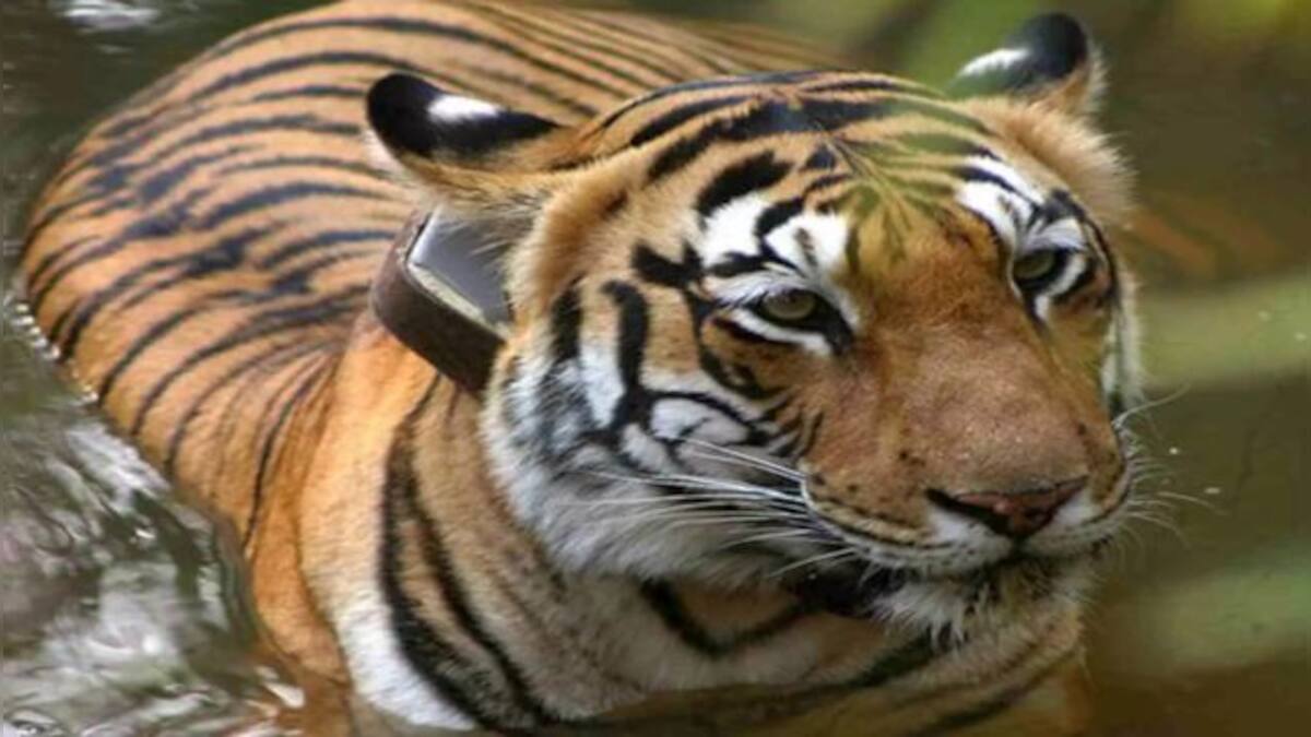 Explained: Why Ranthambore tiger T-104 is likely to spend the rest of ...