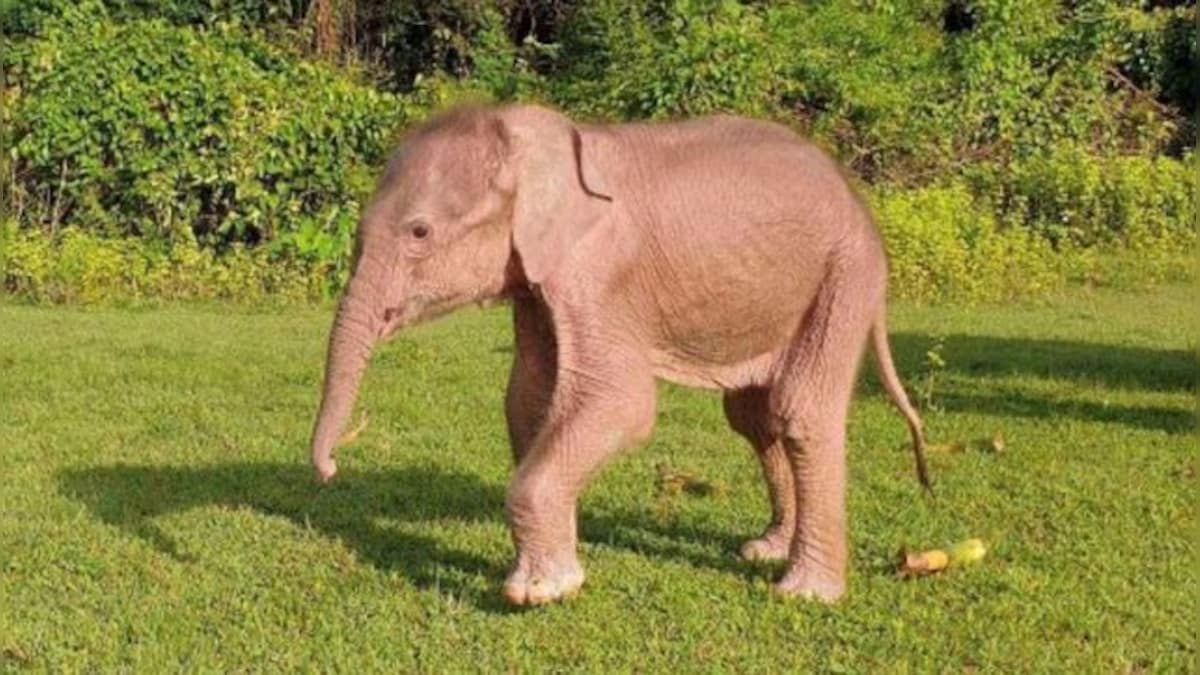 Watch video: Elephant in Thailand slides on muddy hill to have fun