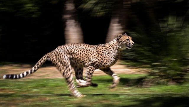Cheetahs are coming back: A guide on how not to confuse them with