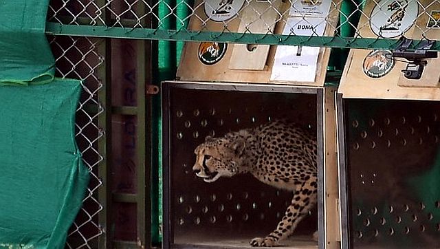 Cheetahs in Madhya Pradeshs Kuno isnt Indias first attempt at reintroduction
