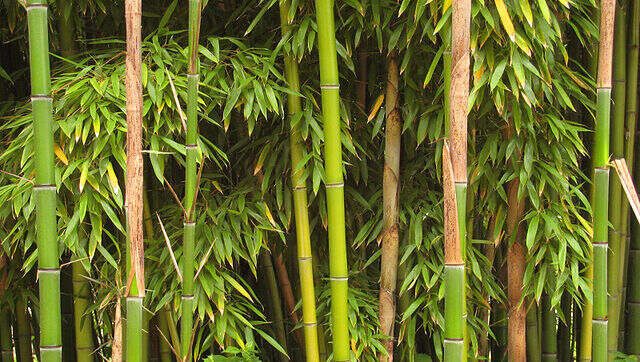 World Bamboo Day 2022: History, significance and all you need to know