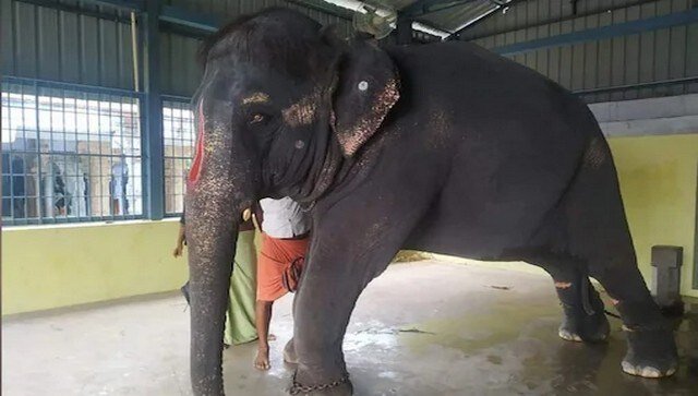 Now at the nearby Krishnan Kovil temple, she is... elephant joymala, elepha...