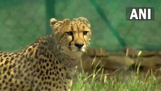 Human animal conflict | Latest News on Human-animal-conflict | Breaking Stories and Opinion Articles - Firstpost Human animal conflict | Latest News on Human-animal-conflict | Breaking Stories and Opinion Articles - Firstpost