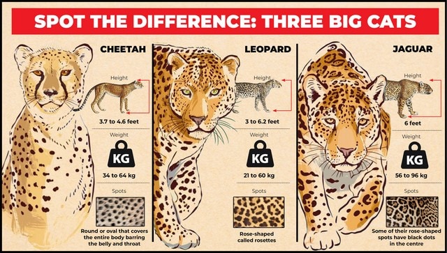Cheetahs are coming back A guide on how not to confuse them with the leopard