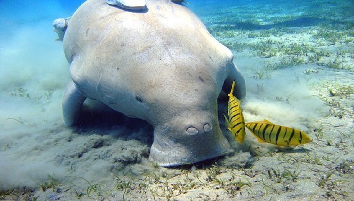 What are dugongs, and why is India setting up a reserve for their  conservation?
