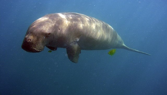 What are dugongs and why is India setting up a reserve for their conservation