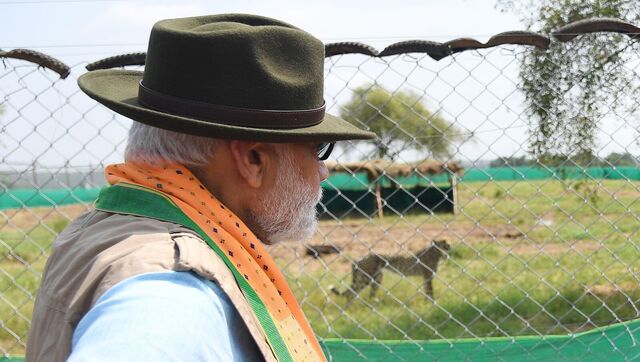 Prime Minister Narendra Modi turned 72 on Saturday, with politicians and dignitaries extending their best wishes to him. On the day, he released two of the eight cheetahs flown in from Namibia into a special enclosure at the Kuno National Park (KNP) in Madhya Pradesh. ANI