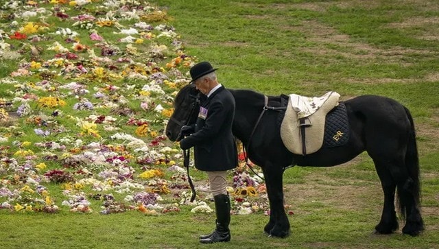 Corgis pony and an uninvited spider The unusual guests at the Queens funeral