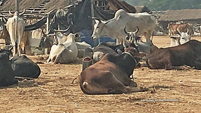 West Bengal: Cow Vigilantes Accuse Trinamool Congress, Police Of Cattle ...