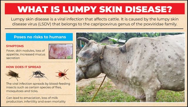 Explained Is it safe to consume milk from cattle infected by lumpy skin disease