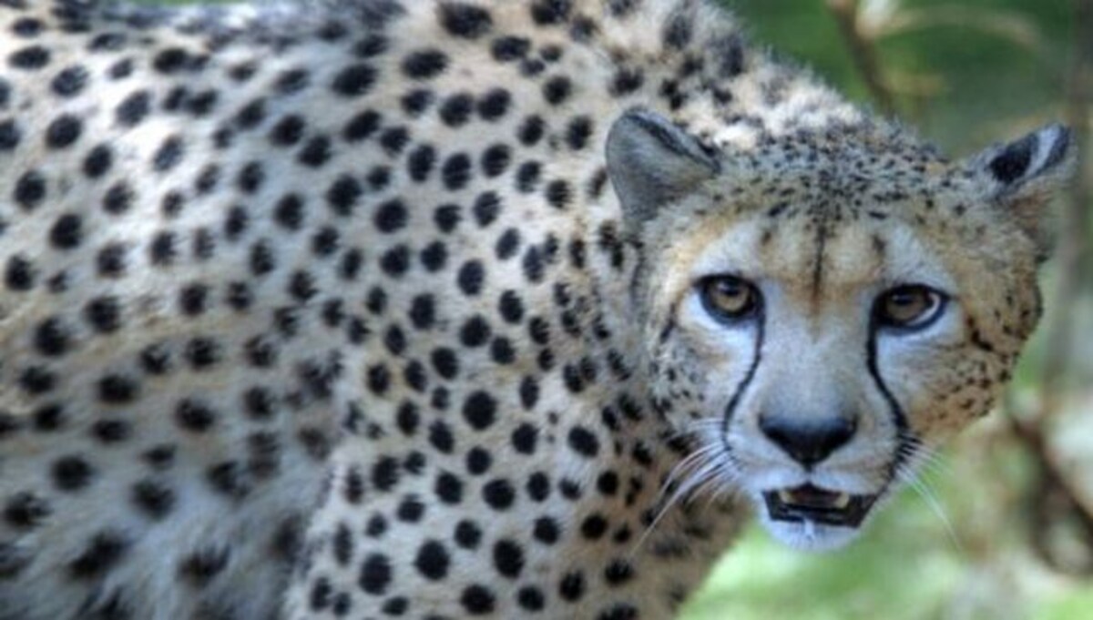 Cheetahs return to India: When animals were brought back from the brink of  extinction