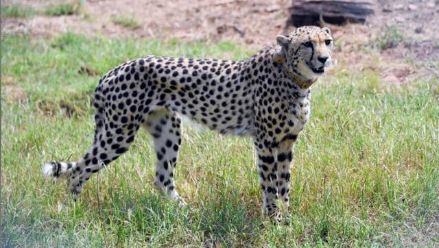 Will quickest cat breed with velocity? Cheetahs are usually not monogamous, however promiscuous