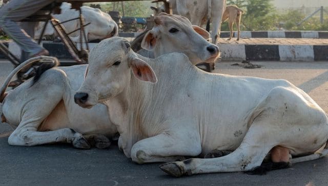 Helter Shelter What are cows doing inside government office premises in Gujarat