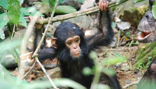 Why Three Baby Chimpanzees Were Kidnapped From A Congo Sanctuary