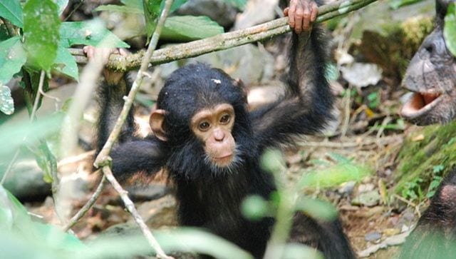 Explained: Why three baby chimpanzees were kidnapped from a Congo sanctuary