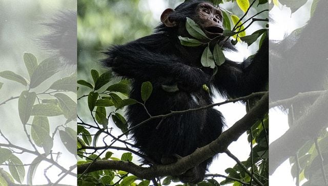 Explained Why three baby chimpanzees were kidnapped from a Congo sanctuary