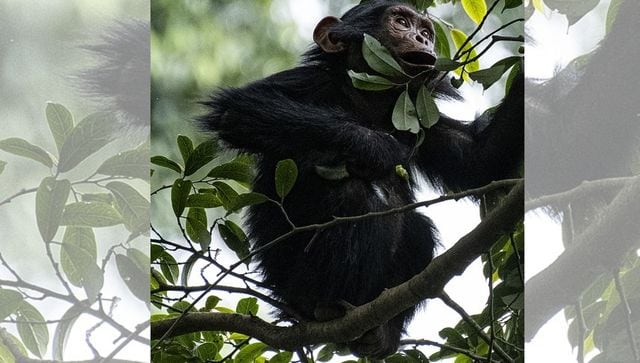 chimpanzees kidnapped in congo