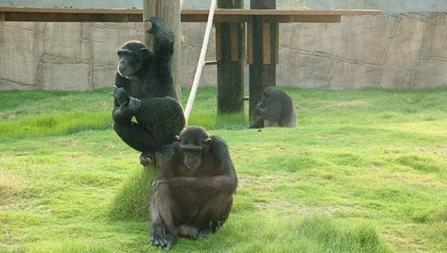 chimpanzees image