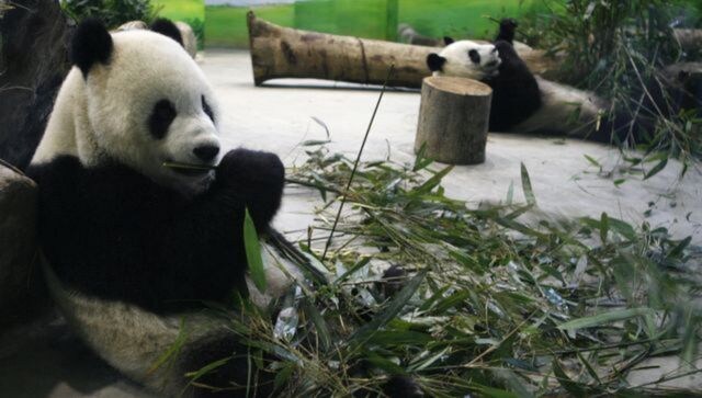 Bear Necessity: Why has Taiwan sought China’s help for its giant panda? Bear Necessity: Why has Taiwan sought China’s help for its giant panda?
