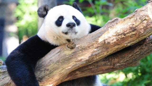 Bear Necessity Why has Taiwan sought Chinas help for its giant panda