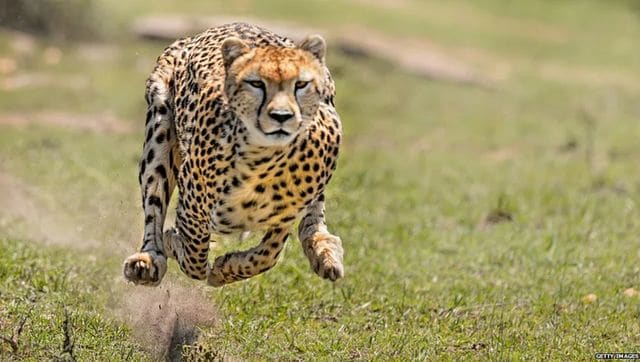 Cheetah is back but hungry: Why were African big cats not fed during  transit to India?