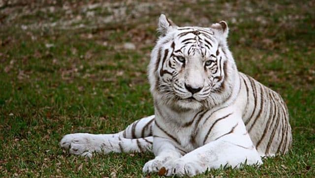 white tigers: Rare white tigers gives birth to three healthy cubs at Delhi  zoo; See adorable pics - The Economic Times