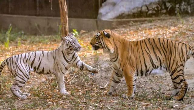 Delhi zoo gets 3 white tiger cubs Indias tryst with the rare wild cats