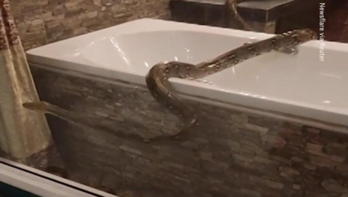 Family Shocked To Find Huge Python Inside Their Toilet