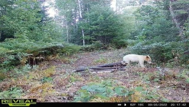 Rare Kermode bear killed by wolves after being caught on trail camera, see photos Rare Kermode bear killed by wolves after being caught on trail camera, see photos
