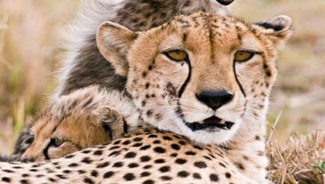 Cheetahs To Travel Empty Stomach From Namibia To India, Here's Why