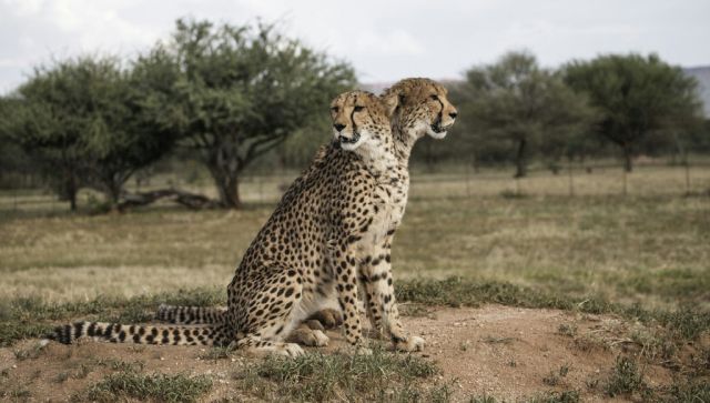 Explained Will African cheetahs prosper in India