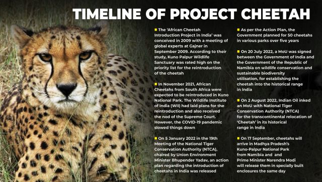 Cheetahs return to India: When animals were brought back from the brink of  extinction