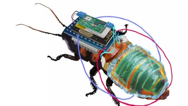 Japanese researchers develop cyborg cockroaches for one very bizarre reason