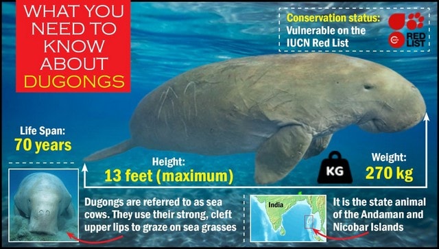 What are dugongs and why is India setting up a reserve for their conservation