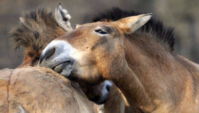 Les guépards reviennent en Inde lorsque les animaux sont revenus du bord de l'extinction