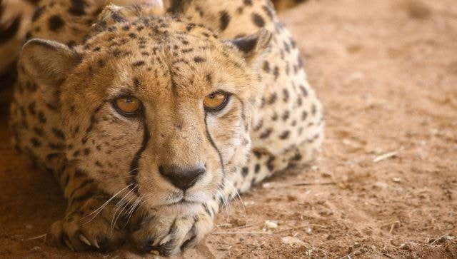 Wild Wild Best Inside Kuno National Park the onceforgotten gem of Madhya Pradesh now home to cheetahs