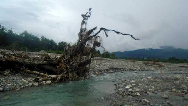 Monsoon flooding washes away Iconic Haldu tree on Jakhan river near Dehradun that Paul McCartney took a picture with