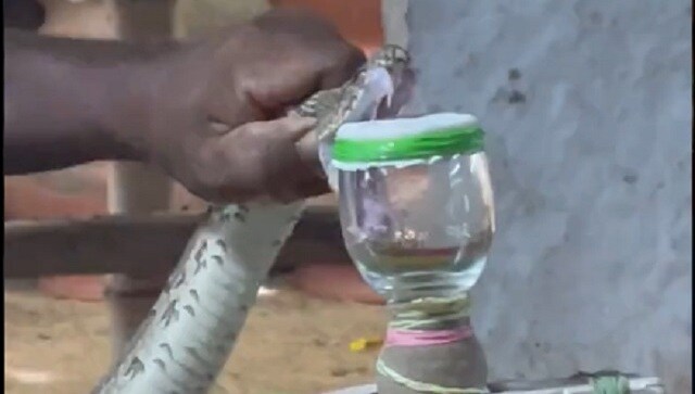 Irula snake catcher extracts Russell’s Viper’s venom with bare hands