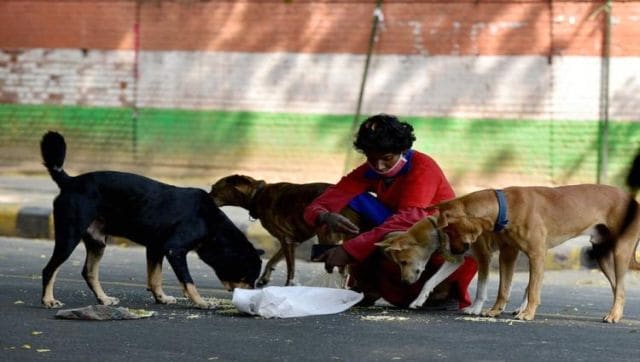 Not Dogs' Own Country: Why Kerala is seeking Supreme Court's permission to  kill strays