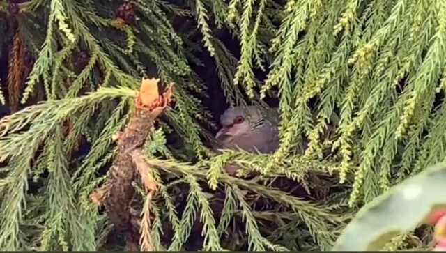 Watch: Arunachal Pradesh CM shares video of wild pigeon nesting amidst green trees Watch: Arunachal Pradesh CM shares video of wild pigeon nesting amidst green trees