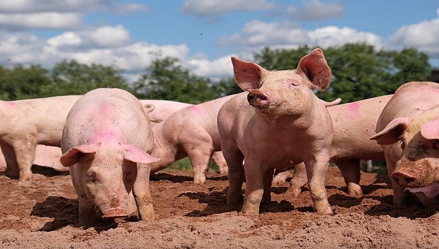 Why California s restrictions on pork has the US Supreme Court worried
