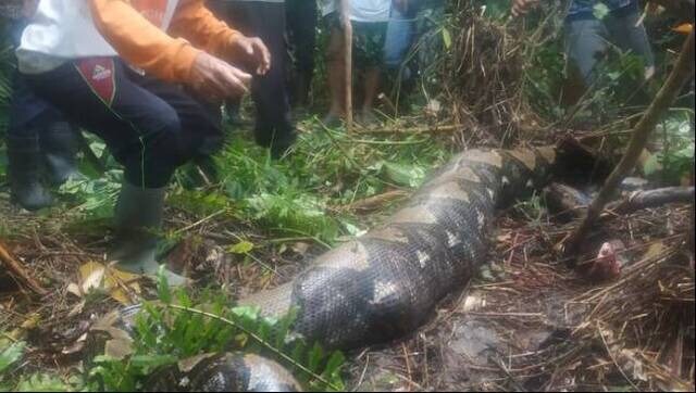 Woman swallowed by 22-foot-long python in Indonesia