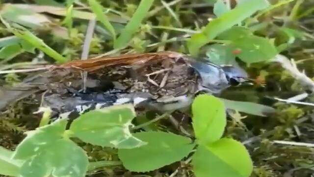 Neuro-parasite makes dead insect walk after taking control of its brain, internet shocked Neuro-parasite makes dead insect walk after taking control of its brain, internet shocked