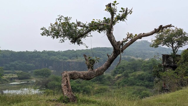 The telephoto lens (Image Vijay Anand) (1)