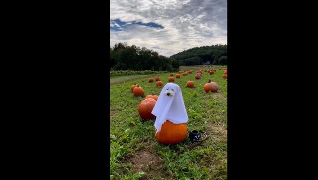 Dog tries 'spooky' Halloween costume in cute post, picture goes viral Dog tries 'spooky' Halloween costume in cute post, picture goes viral