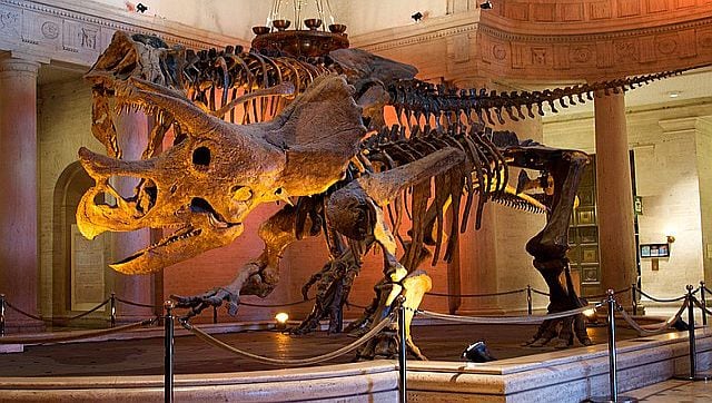 Toys for the rich Do multimilliondollar dinosaur auctions erode trust in science