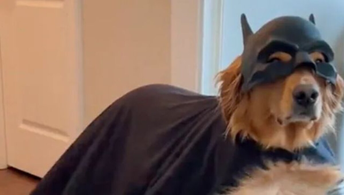 Ahead of Halloween golden retriever dresses as “Bat Dog”